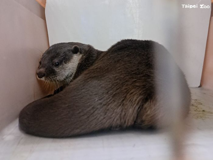 小爪水獺「香橙」遠赴紐西蘭！臺北市立動物園參與國際保育交流，守護瀕危物種未來